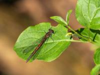 Frühe Adonislibelle Weibchen